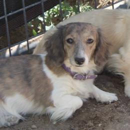 Willow - Piebald female Dachshund puppy in Spring Creek, Nevada from Hobby Horse Mini Doxies