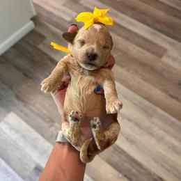 Jessie - Apricot female Goldendoodle puppy in Hot Springs, Arkansas from Hot Springs Kennels