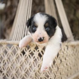 Reserved - Black tri-color male Australian Shepherd puppy in Harmony, North Carolina from Fox Aussies