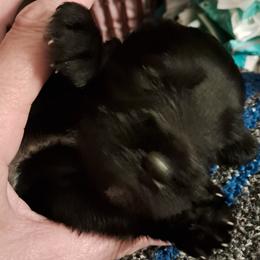 Boy 2 - Black Miniature Schnauzer puppy in Paducah, Kentucky from Nubby's Legacy Schnauzers of Western KY