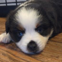 Biscuit - Black tri male Toy Australian Shepherd puppy in Forney, Texas from Texas Talent Toy Aussie's