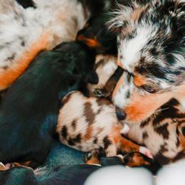 Miniature Australian Shepherd puppies from The Darling Pup