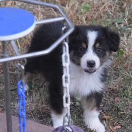 Kal - Black tri-color male Australian Shepherd puppy in Clinton, Missouri from RockyTop Hearts