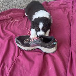 Australian Shepherd Puppies from Robyne Manchas