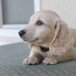 Dachshund Puppies from Powerdox Dachshunds