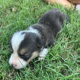Boy 3 - Black and tan male Pembroke Welsh Corgi puppy in Honey Grove, Texas from JK Ranch Corgis
