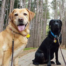 Labrador Retrievers from Courtney's Labrador Retrievers