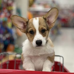 Pembroke Welsh Corgi Puppies from G & H Corgis