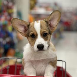 Pembroke Welsh Corgi Puppies from G & H Corgis