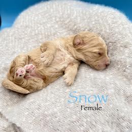 Snow - Cream female Goldendoodle puppy in Rome, Georgia from Victoria’s Designer Doodles