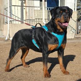 Oxana - Rottweiler