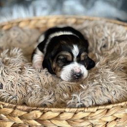 Gobbler - Black brown and white male Basset Hound puppy in Lone Jack, Missouri from Wee Little Bassets
