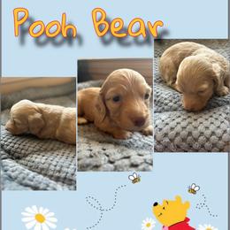 Hermes - Fawn (Isabella) male Dachshund puppy in Brazil, Indiana from King Duke Dachshunds