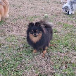 Fury - Black and tan female Pomeranian puppy in Oologah, Oklahoma from GG's Pomeranians