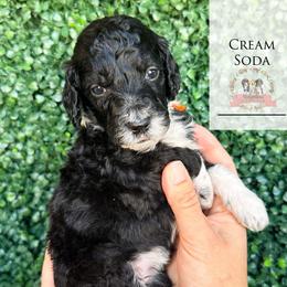 Cream Soda - Black tri-color female Aussiedoodle puppy in Corydon, Indiana from Ridgeline Doodles