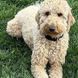 Poodles from Kellogg Poodles