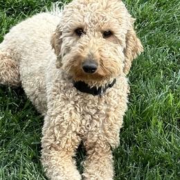 Poodles from Kellogg Poodles