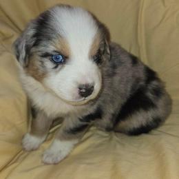 Shadow - Blue merle male Miniature Australian Shepherd puppy in Crestline, California from Haugen's Minis