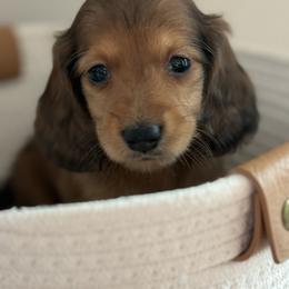 Sprinkles - Dapple female Dachshund puppy in Vancouver, Washington from Cascade Minis