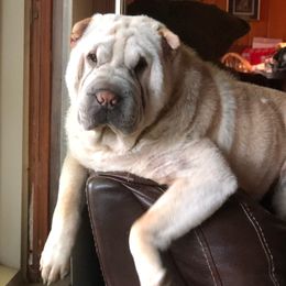 Manny - Chinese Shar-Pei