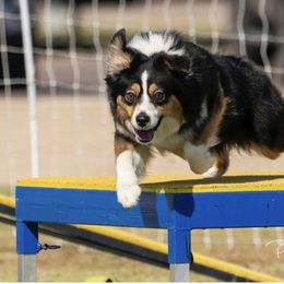 Miniature American Shepherd Puppies from Abington Miniature American Shepherds