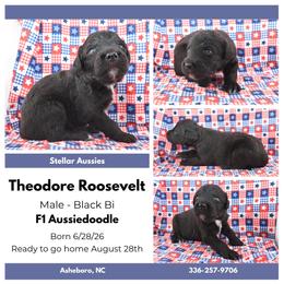 Theodore Rosevelt - Black tri-color male Aussiedoodle puppy in Asheboro, North Carolina from Stellar Aussies