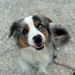 Leo - Miniature American Shepherd