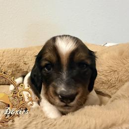 Dachshund Puppies from Queen Bee Doxies