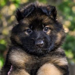 Ace - Sable male German Shepherd puppy in Canton, Texas from WILDWOOD GERMAN SHEPHERDS