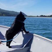 Schipperkes from D’or Cote