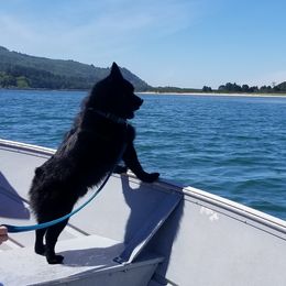 Schipperkes from D’or Cote