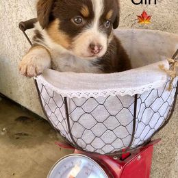 Aussiedoodle, Australian Shepherd, Miniature American Shepherd, and Miniature Australian Shepherd Puppies from Bline's Awesome Aussies