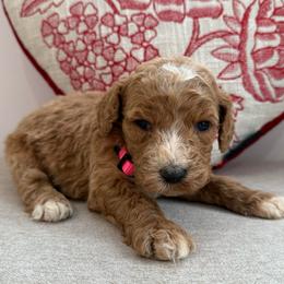 Pink collar girl - Apricot female Goldendoodle puppy in Ridgewood, New Jersey from Jessie’s Doodles