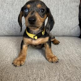 Zoey - Dapple female Dachshund puppy in Goodyear, Arizona from AZ Royal Doxies llc
