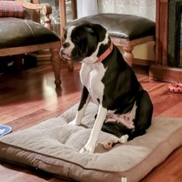 Shae - Boxer