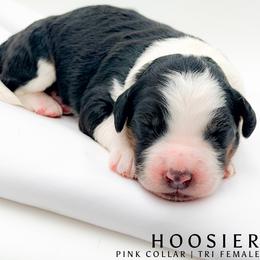 Hoosier - female Australian Mountain Doodle puppy in Tipton, Indiana from Country Creek Doodles