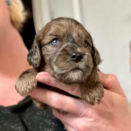 Axel - Merle male Cockapoo puppy in Salem, Oregon from Capital Doodles