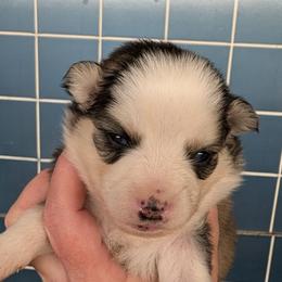 BxE g1 - Black and white female Pomsky puppy in Charlotte, Michigan from Moore Pomskies
