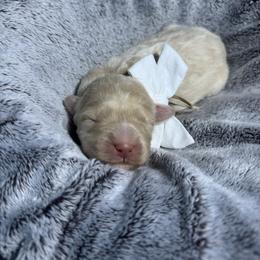 Rosalie white collar - Cream female Goldendoodle puppy in Lexington, North Carolina from Deborah’s Doodles