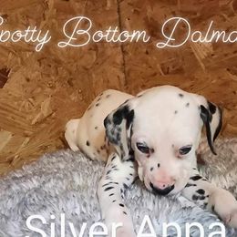 Boy Appa Silver - White and black Dalmatian puppy in Thayer, Missouri from Spotty Bottom Dalmatians