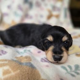 Joker - Black and cream male Dachshund puppy in Eldon, Missouri from Pure Joy Dachshunds