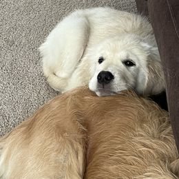 Golden Retriever Puppies from Mia Ragazza Golden Retrievers