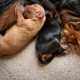 Girl 1 - Ruby female Cavalier King Charles Spaniel puppy in Ellisville, Mississippi from Malu Lani Cavaliers