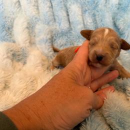 Micah - Apricot male Cavapoo puppy in Winfield, Alabama from Rose Lane Doodles