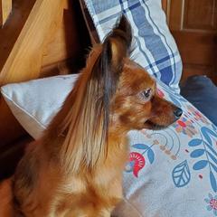 Twiggy - Russian Toy