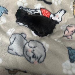 Boy 1 - Black Cane Corso puppy in Waldorf, Maryland from Myles High Dog Club