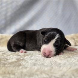 Tessa - Black and white female Border Collie puppy in Gary, Indiana from Lake Ridge Border Collies