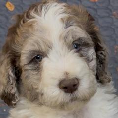 Ava - female Newfypoo puppy in San Antonio, Texas from Mammoth Doodles