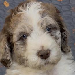 Ava - female Newfypoo puppy in San Antonio, Texas from Mammoth Doodles
