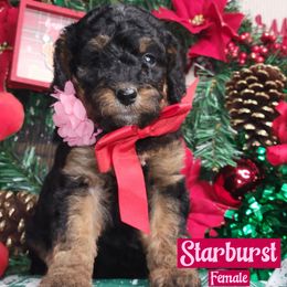Starburst - Tri-color female Bernedoodle puppy in Beecher, Illinois from Erica’s Doodles
